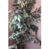 Image 4 : Set of 4 Artificial Ficus Plants 66 T (One Has Some Red Leaves)