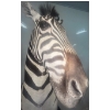Image 9 : African Zebra Torso 17W x 40D x 76T