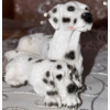 Image 4 : Dalmatian Dog Figurine and Plate Collection