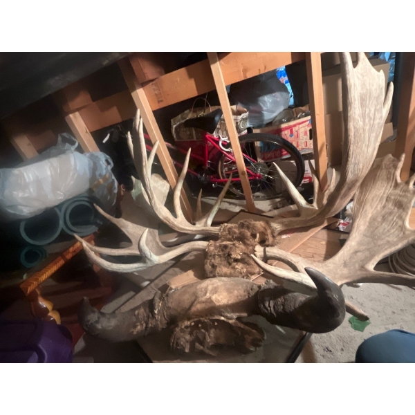 Man Cave and She shed Items horn Mounts 