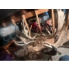 Image 1 : Man Cave and She shed Items horn Mounts 