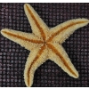 Image 9 : Seashells, Starfish, Lantern Parts, and Red Lantern
