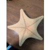 Image 6 : Coastal Collection: Nautical Shadow Box, Seahorses, and Giant Starfish