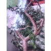 Image 3 : Large Jade Plant in Ceramic Planter With Saucer