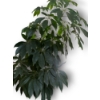 Image 3 : 7 ft Tall Real Umbrella Tree 
