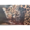 Image 2 : East of the Sun Leopard by Carl Brenders Ltd Edition Print 662/950 39 1/2 w 31 h