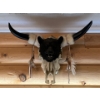Image 2 : Cow Skull with horns and small bear head with feather tassels