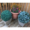 Image 1 : Live Outdoor Plant (Dianthus + Portulaca) w/ 2 Artificial Topiary Balls 