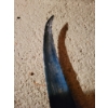 Image 13 : Vintage one sided skin mount sailfish (not a replica). 102" long, bill tip to caudal fin tip. 45" de