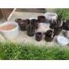 Image 2 : No Soil - Hydroponic Growing System - Planting Pots, Water Gauges, Clay Pebbles, Nutrient For Water 