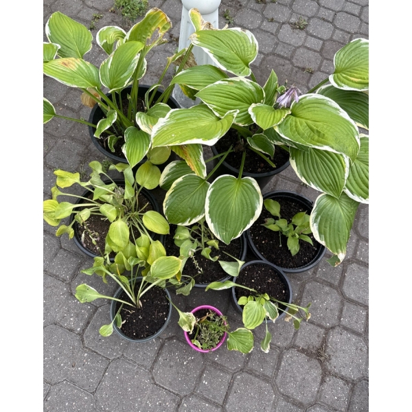 Perennial Perfection #3 - Beautifully Maintained Potted Garden Plants (8)