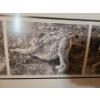 Image 3 : Canadian Lynx Tryptych by Carl Brenders Ltd Edition Print 331/1750 41 w 18 h