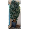 Image 5 : Nearly Natural 8ft Artificial Decorative Rhapis Palm /Lady Palm Tree