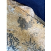 Image 4 : Large Fern Fossil