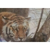 Image 3 : "On The Edge- Tiger", 1593/7000, Artist Robert Bateman, 36.5 x 32 Framed Under Glass