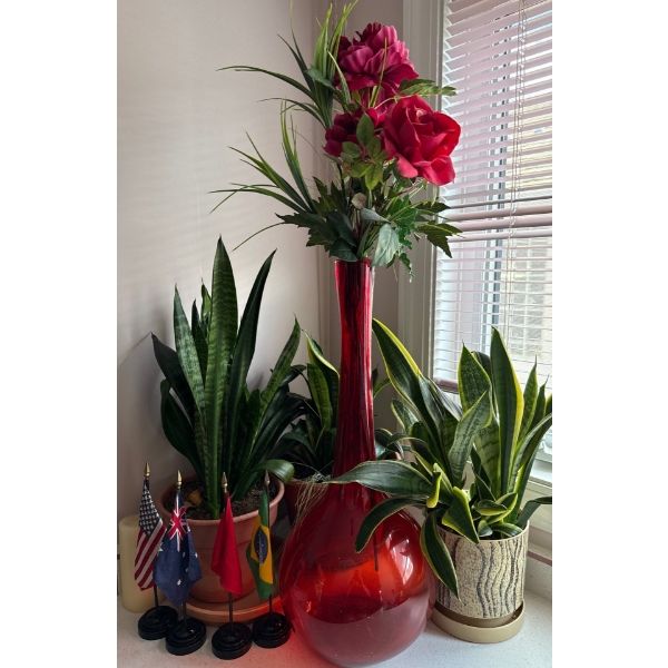 Immaculately Maintained & Manicured Healthy Live House Plants -Of The Tropical Variety  18T