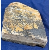 Image 2 : Large Fern Fossil