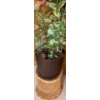Image 3 : Pair Of Live House Plants On Wicker Pedestals - 46T 