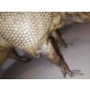 Image 3 : Armadillo Taxidermy 15 W, 10 T 