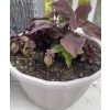 Image 2 : 3 Outdoor Potted Plants - Perennials - Coleus  