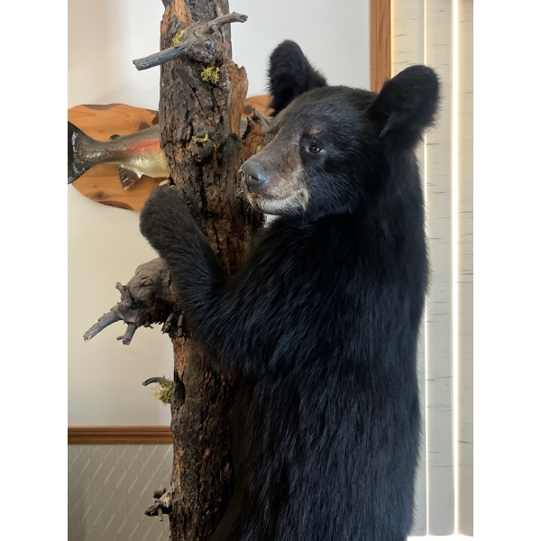 bear cub climbing on tree full mount. Mounted By Jim Boland . Height 89” Width 22”