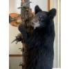 Image 1 : bear cub climbing on tree full mount. Mounted By Jim Boland . Height 89” Width 22”