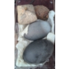 Image 4 : Ostrich Eggs and Decorative Natural Objects Assortment