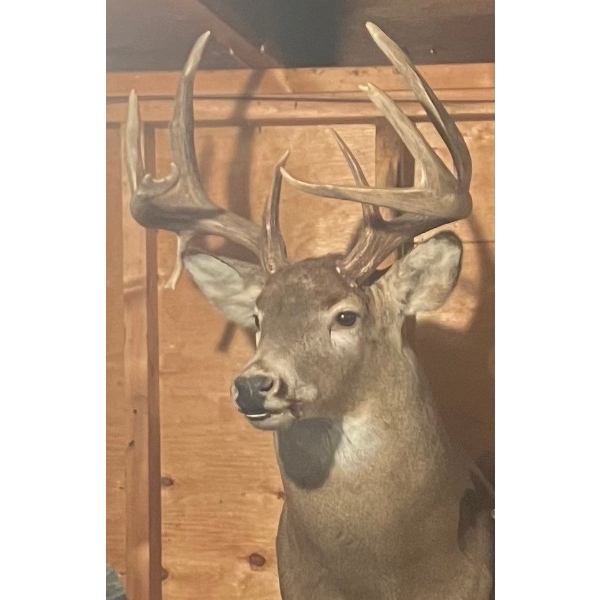 Deer Shoulder Mount Includes Tags and all Necessary paperwork .