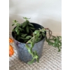 Image 2 : Artificial Plants w/ Pots Plus Living Jade? Plant 