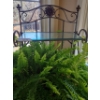 Image 3 : Ornate Metal Bakers Rack 24 w 69 h & Massive Live Fern