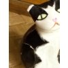 Image 6 : Solid Brass Cats (Pair, Tallest is 7.5 Inches) Plus Assortment of 4 Bone China Cats (Damage) 