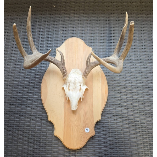 Mounted Deer Skull with Antlers