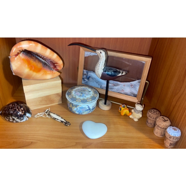 CYPRAECASSIS RUFA Sea Shell w/ Shadow Box Sand Art Figurines & More
