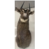 Image 2 : African Sub Saharan Large Antelope 24W x 36D x68T