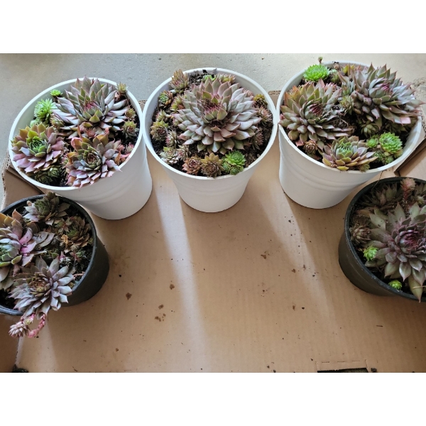 Live Succulent Garden #2 - 3 Large 2 Medium Sized Pots 