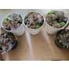 Live Succulent Garden #2 - 3 Large 2 Medium Sized Pots 