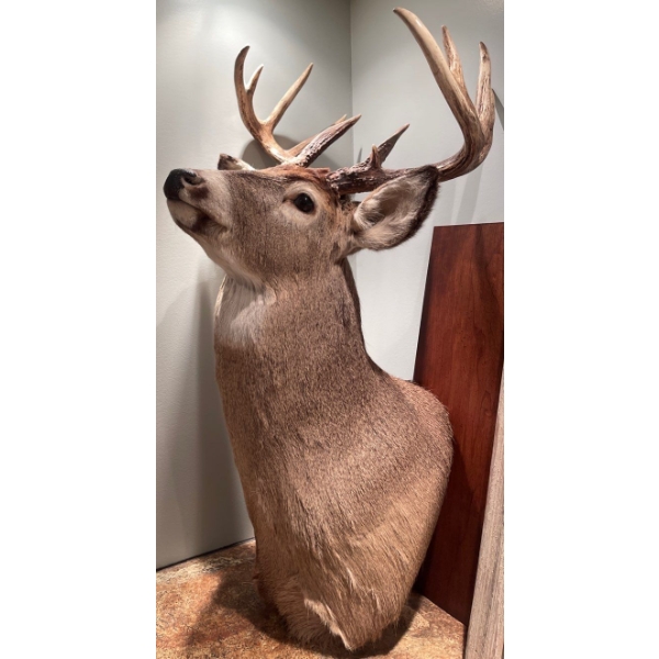 Taxidermy Shoulder Mount Of A Whitetail Deer