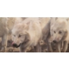 Image 3 : Esprit de Corps Arctic Wolves by Carl Brenders Ltd Edition Print 197/950 43 1/2 w 29 h