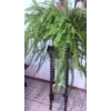 Image 2 : Two Potted Indoor Plants: Spider Plant and Boston Fern
