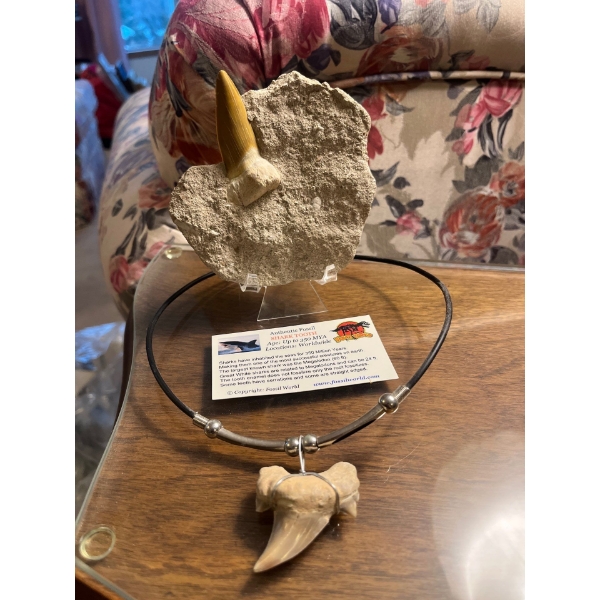 authentic shark tooth fossil and a shark tooth fossil necklace. 
