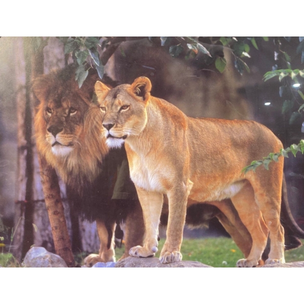 Framed Print of Lions