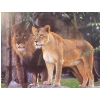 Image 1 : Framed Print of Lions