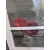 Image 5 : Framed Rose Botanical Prints on Glass Window Panes