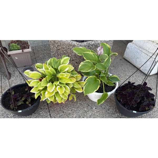 4 Beautiful Perennials Potted Plants  (2 Hanging 1 Red Pot 1 White)