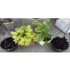 4 Beautiful Perennials Potted Plants  (2 Hanging 1 Red Pot 1 White)