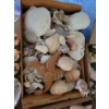Image 4 : Assorted Sea Shells Fossilized Rocks & More
