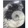 Image 6 : Orthoceras and Ammonite Fossil Specimen Statues