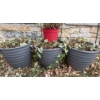 Image 3 : Three Large Planters w/Trellese & Metal Gate