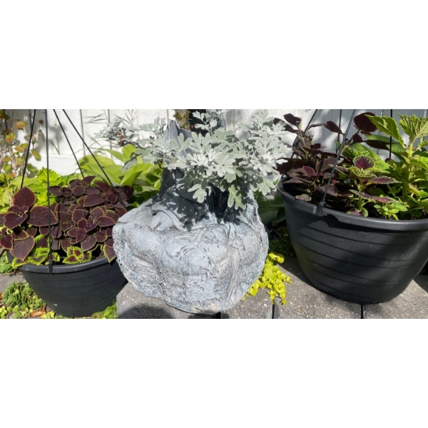 3 Outdoor Potted Plants - 2 Hanging 1 Grey Stone Look