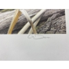 Image 3 : Chris Bacon "Late Fall - Black Duck" Signed Wildlife Habitat Canada Print